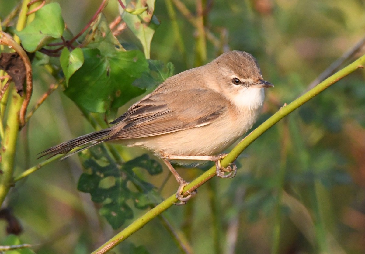 Хээрийн охил бялзуухай - ML646958831