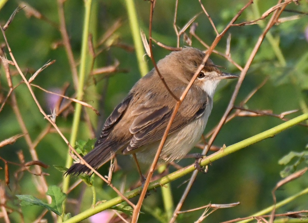 Хээрийн охил бялзуухай - ML646958832