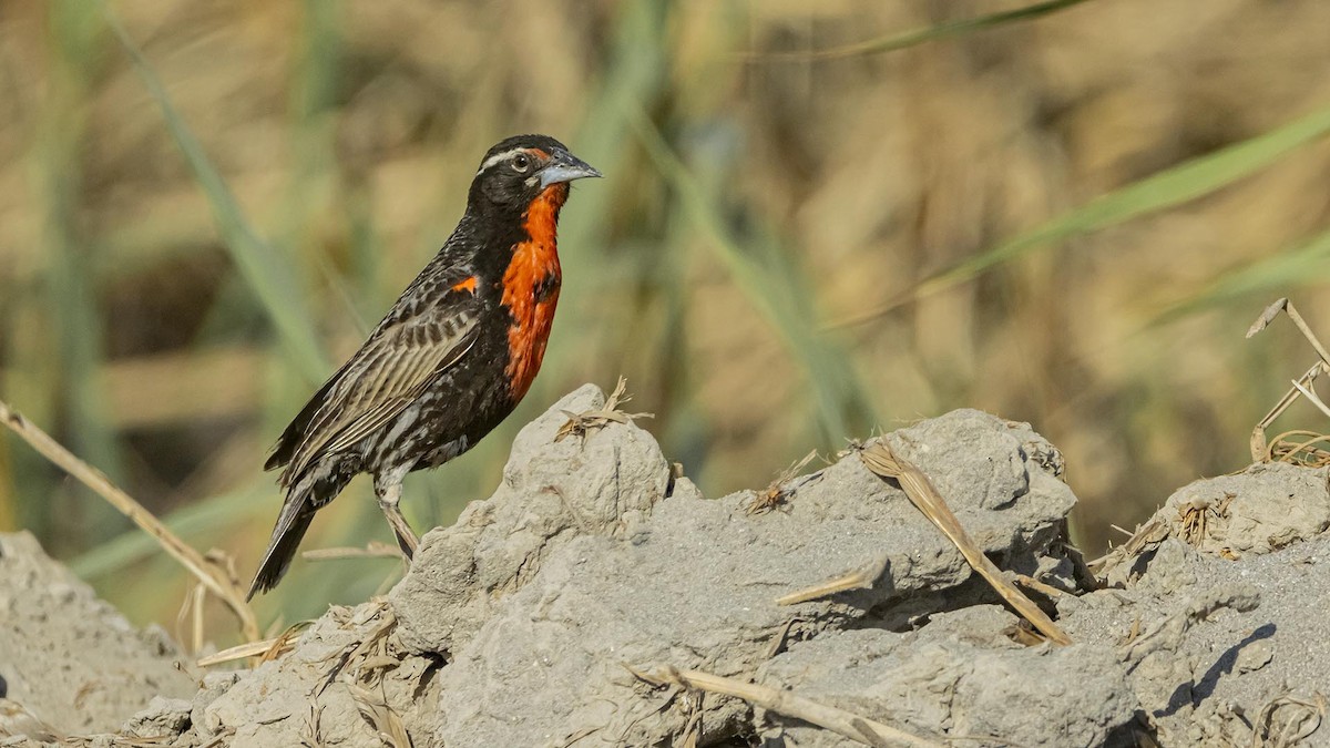 Peruvian Meadowlark - ML646958833