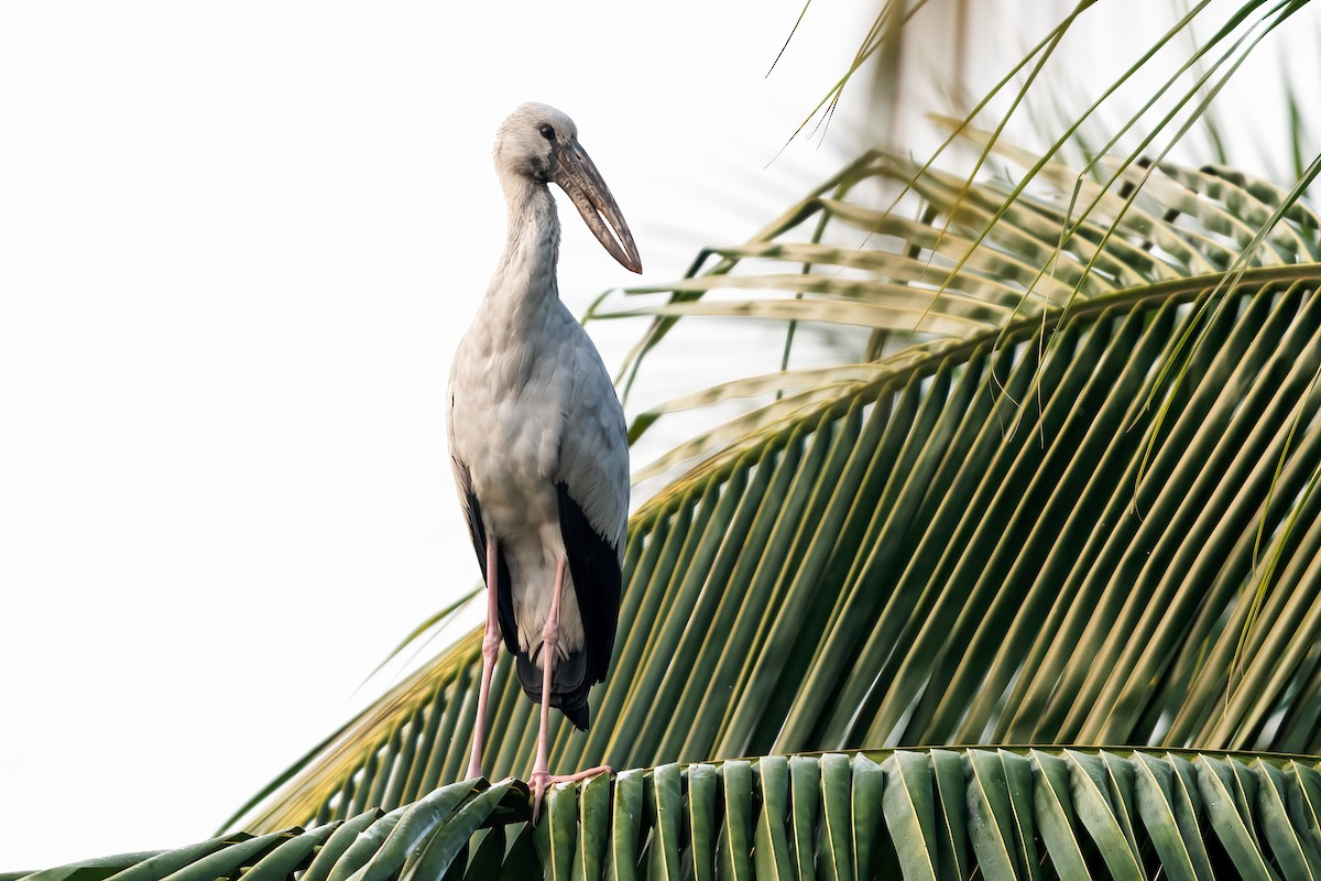 Лелека-молюскоїд індійський - ML646958834