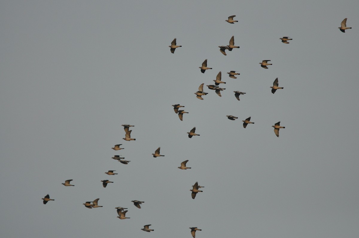 Common Wood-Pigeon - ML646958837