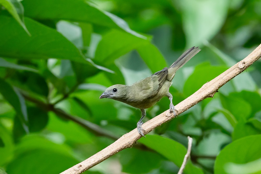 Palm Tanager - ML646958838