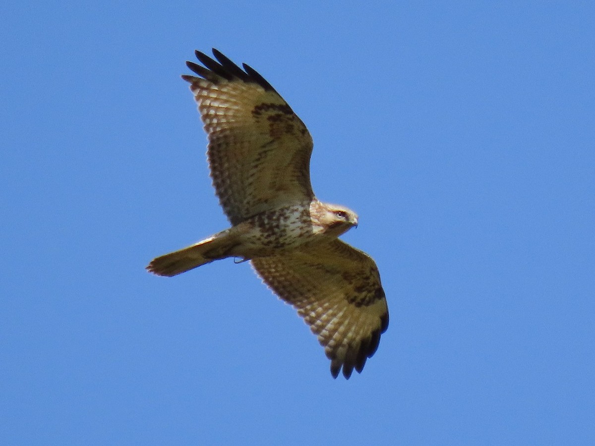 Eastern Buzzard - ML646958841