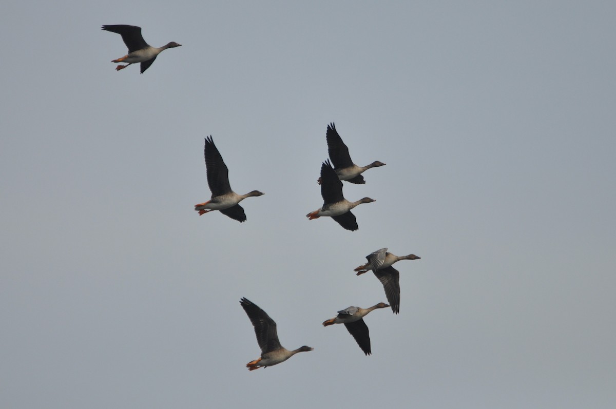 Tundra Bean-Goose - ML646958843