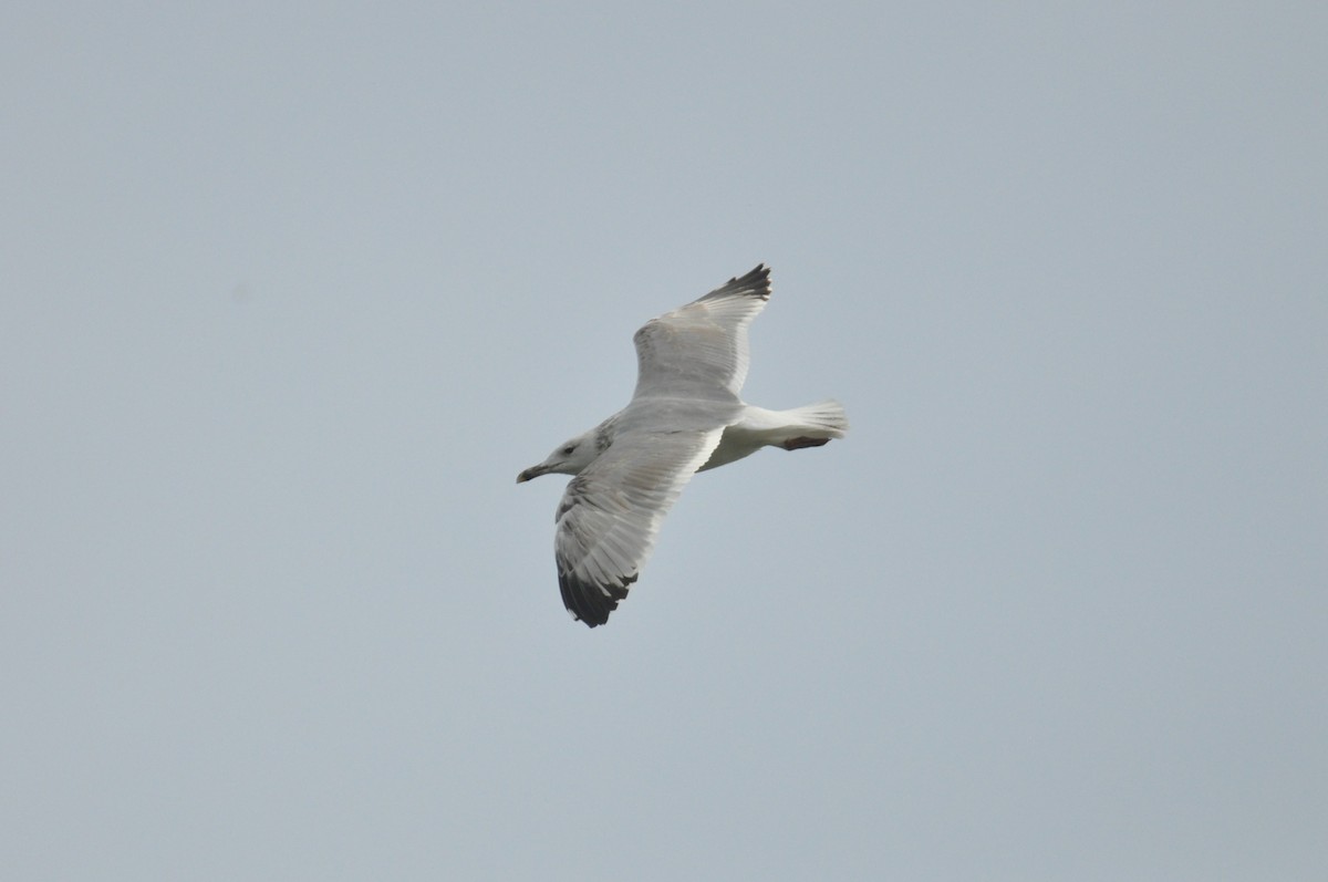Caspian Gull - ML646958845
