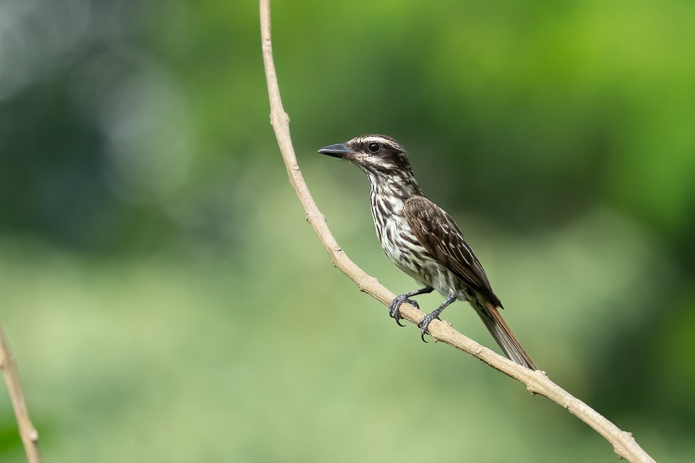 Streaked Flycatcher - ML646958863