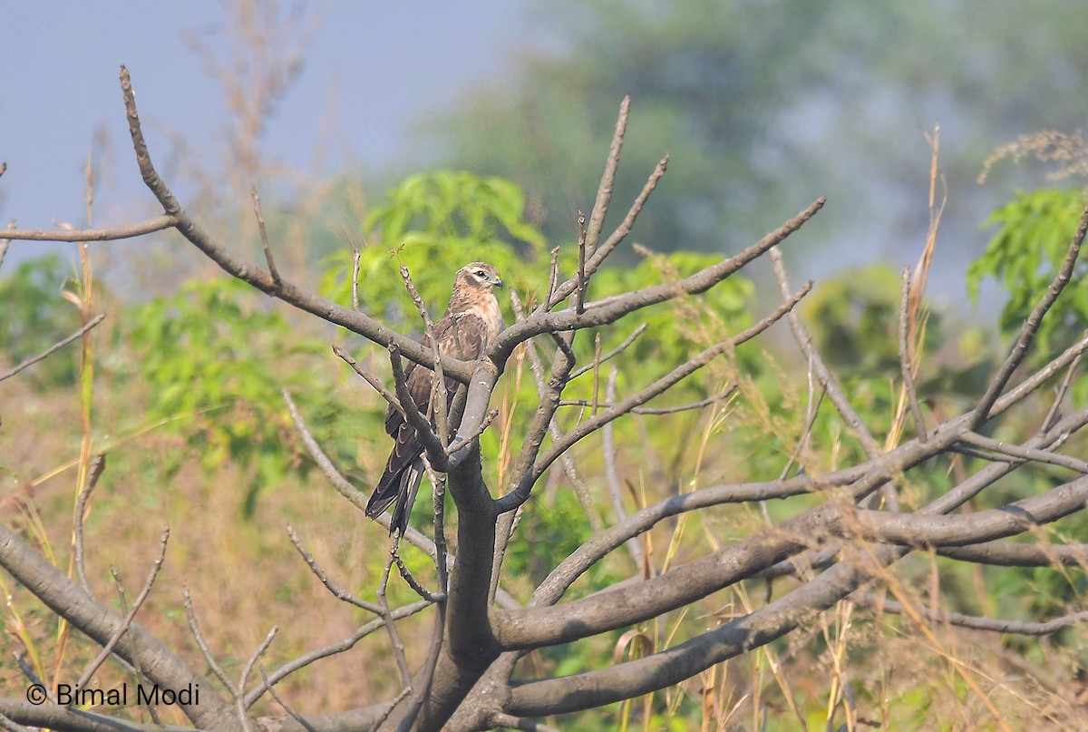 Нугын хулд - ML646958865