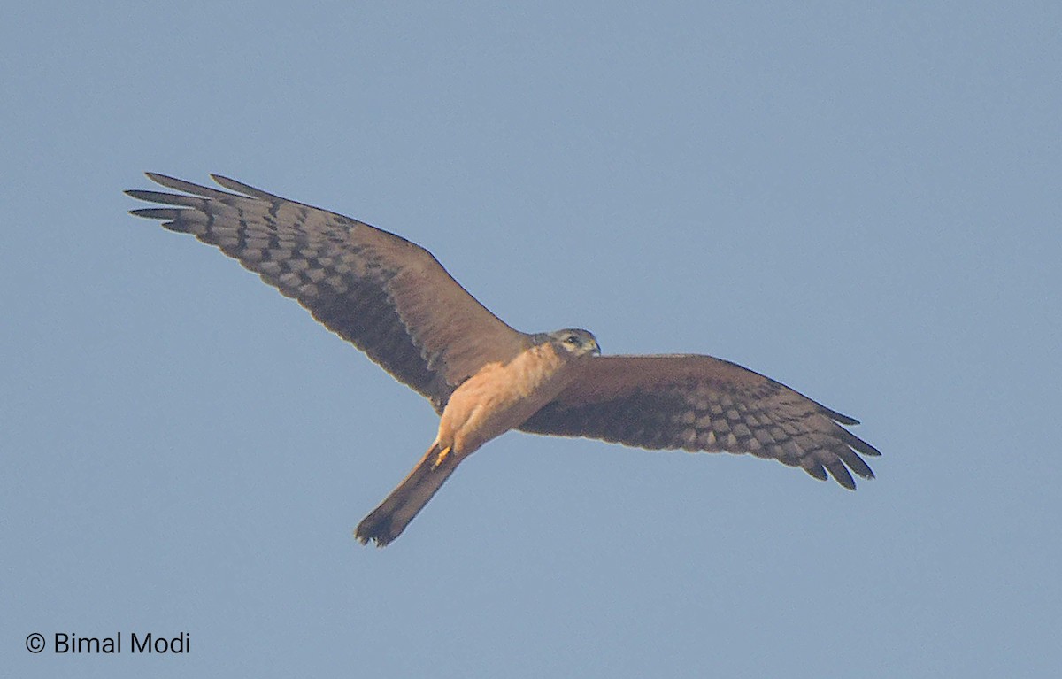 Нугын хулд - ML646958866