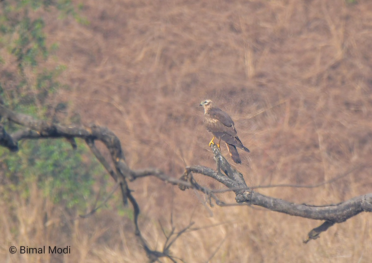 Нугын хулд - ML646958867