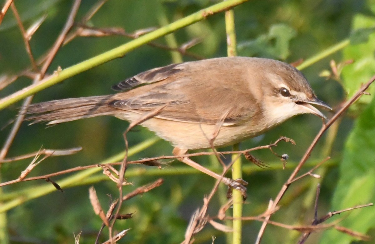 Хээрийн охил бялзуухай - ML646958869