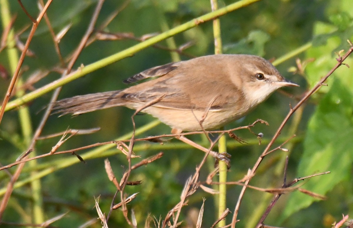 Хээрийн охил бялзуухай - ML646958871