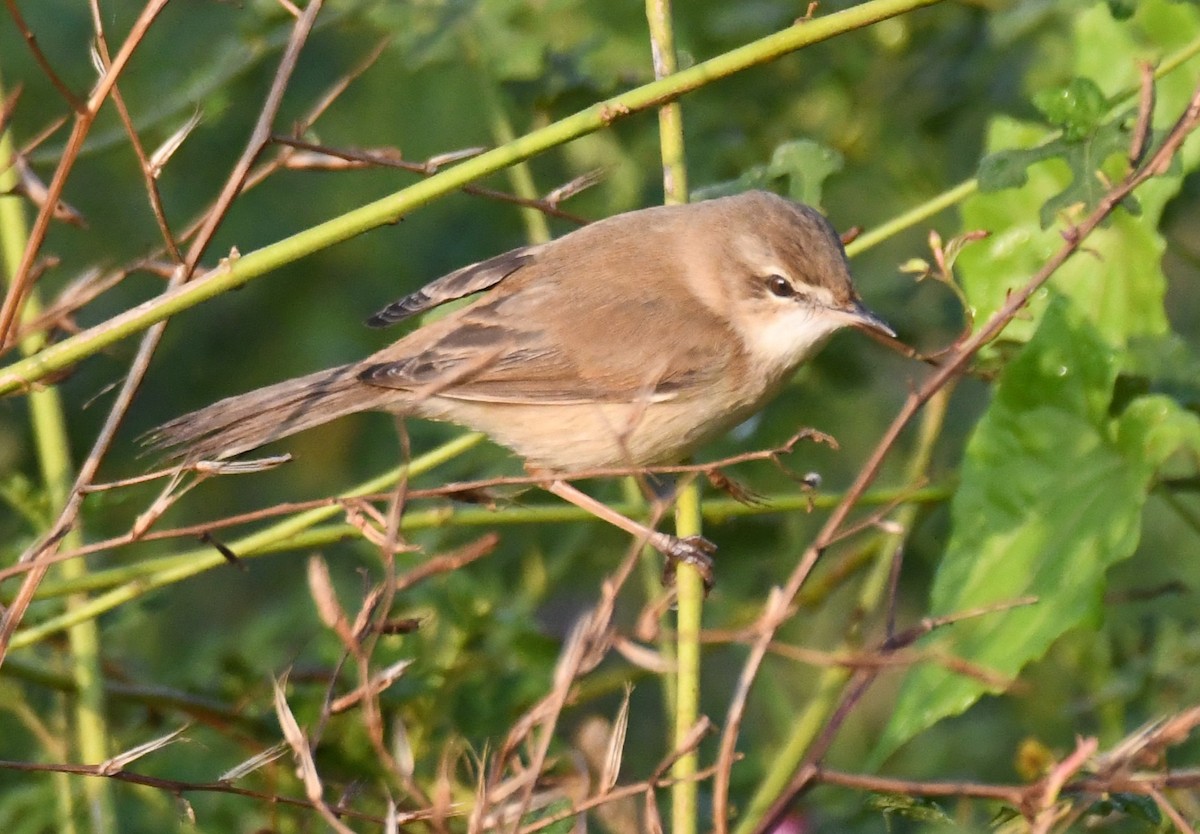 Хээрийн охил бялзуухай - ML646958879