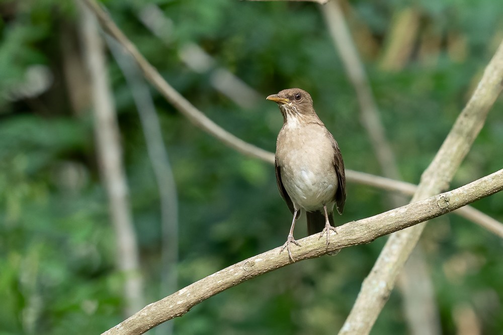 Creamy-bellied Thrush - ML646958880