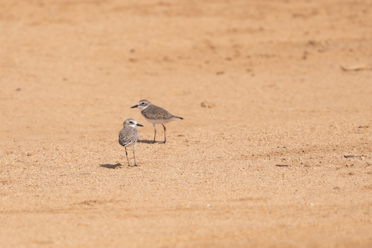 ørkenlo - ML646958882