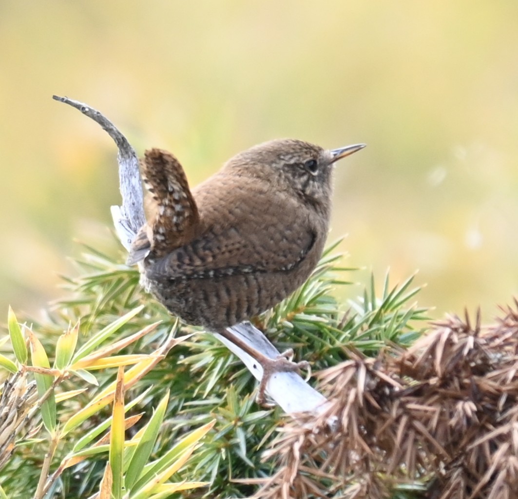 Eurasian Wren - ML646958884