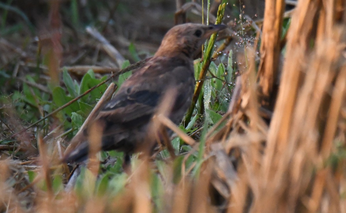Rosy Starling - ML646958885