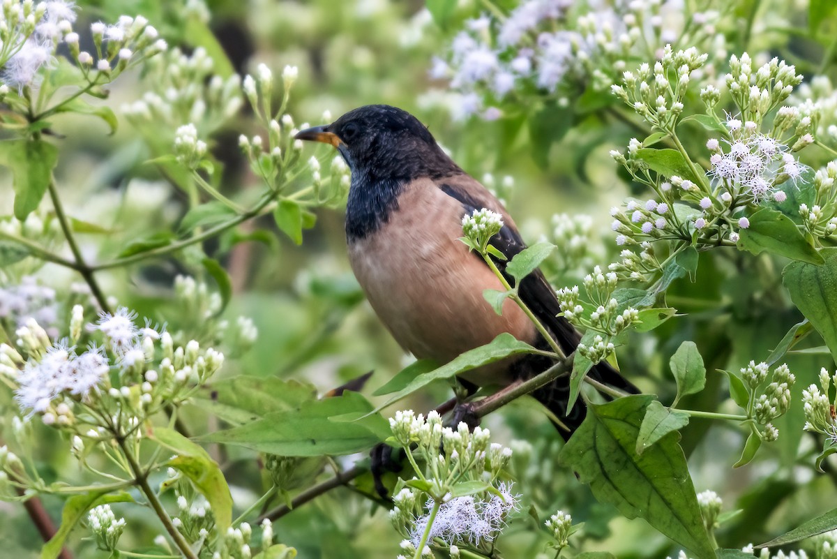 Rosy Starling - ML646958886