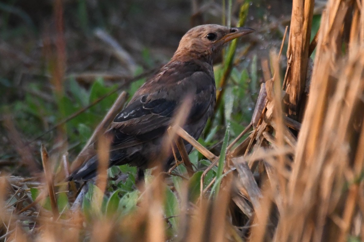 Rosy Starling - ML646958887