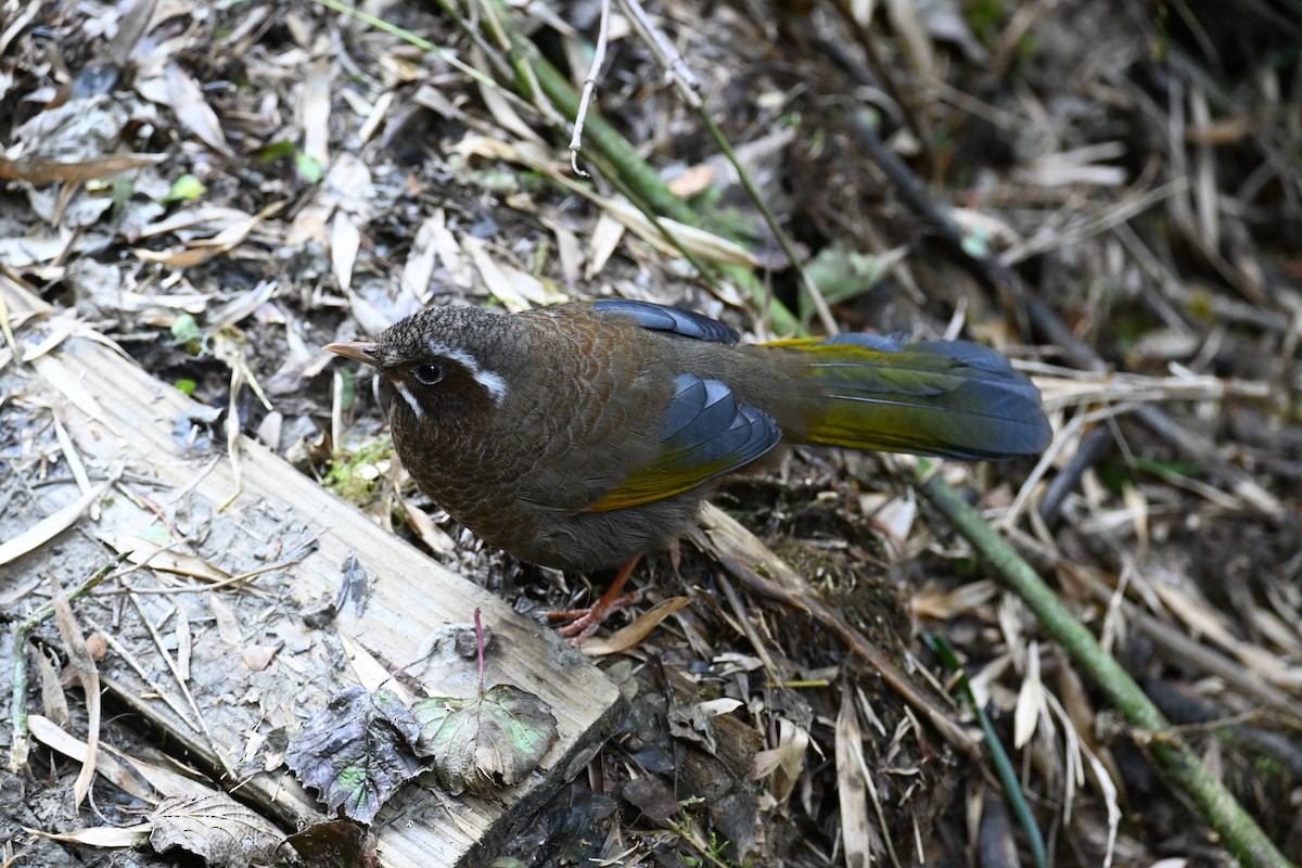 White-whiskered Laughingthrush - ML646958888