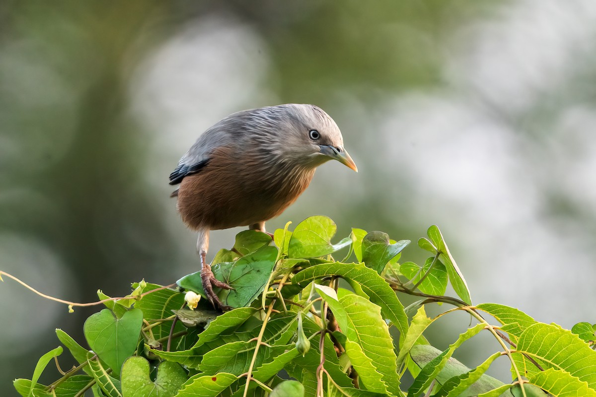 Étourneau à tête grise - ML646958889
