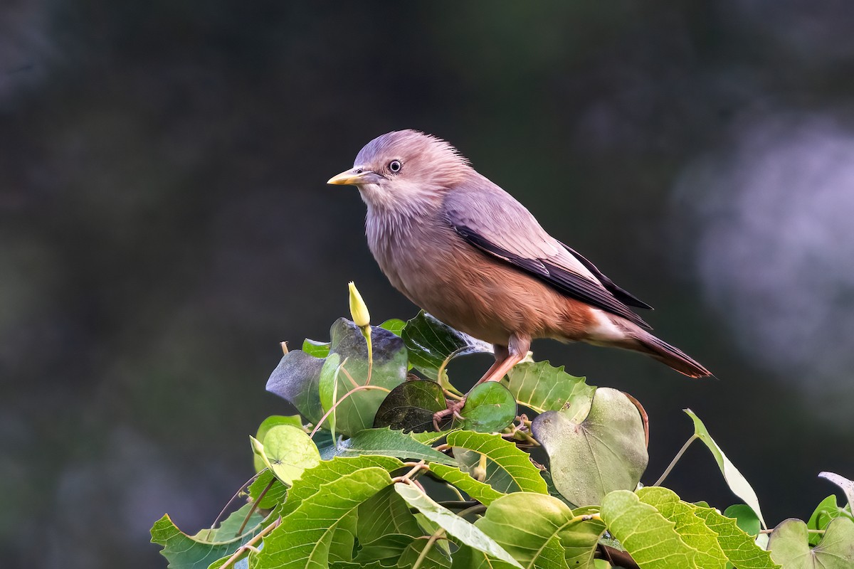 Étourneau à tête grise - ML646958890