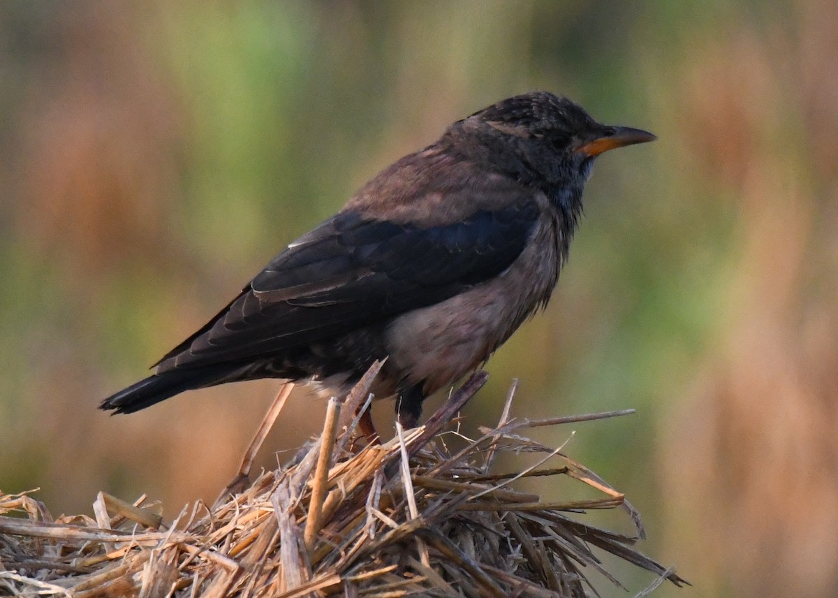 Rosy Starling - ML646958891