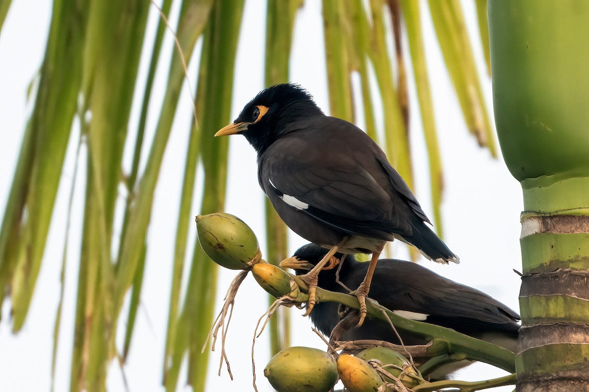 Common Myna - ML646958893