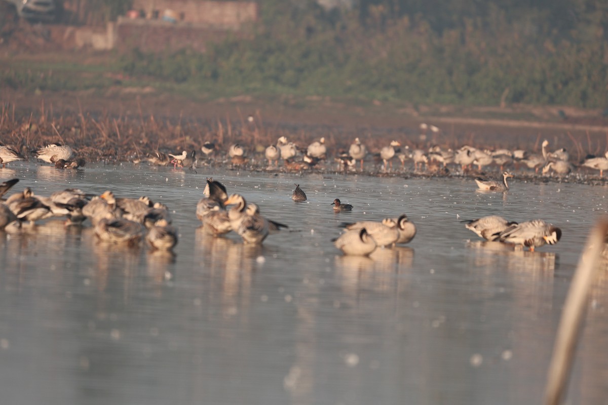 インドガン - ML646958898