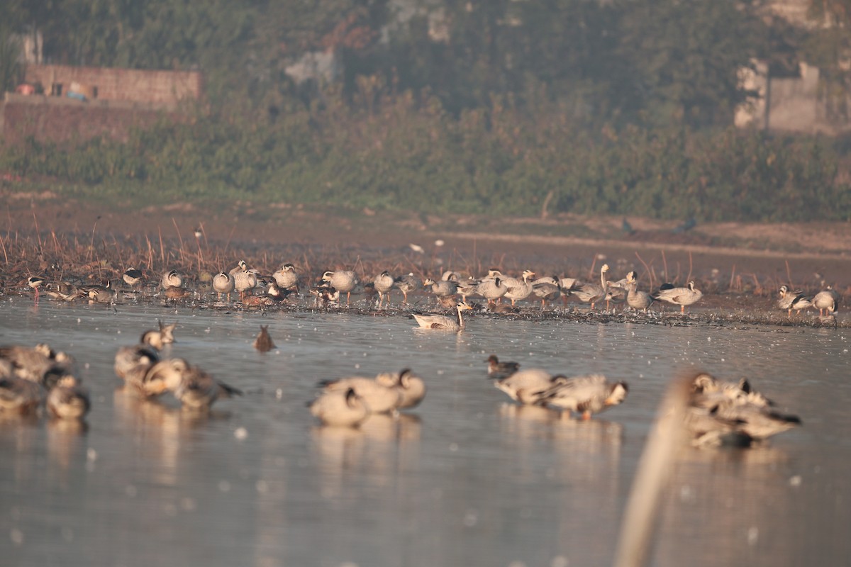 インドガン - ML646958899