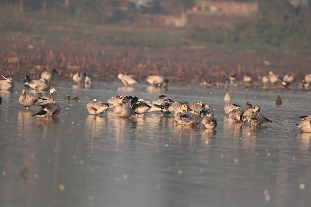 インドガン - ML646958900