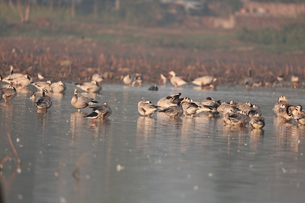 インドガン - ML646958901