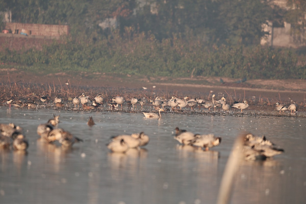 インドガン - ML646958902