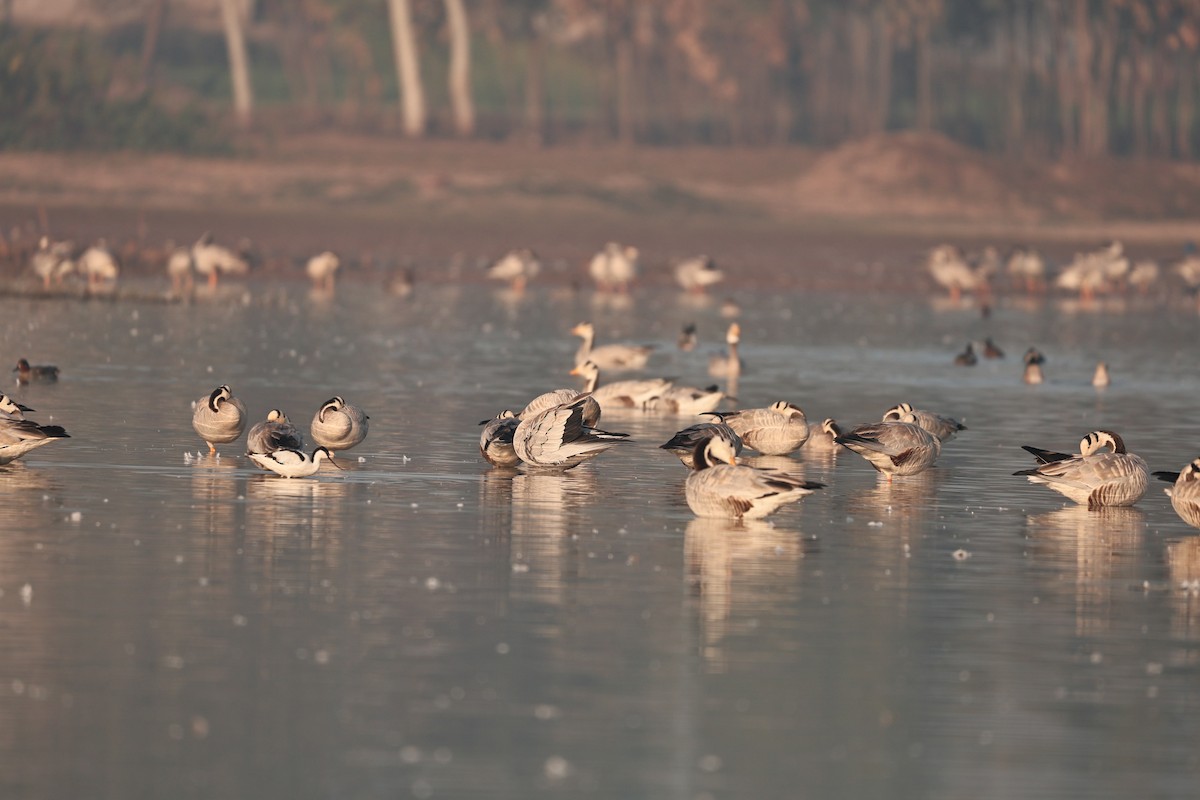 インドガン - ML646958903