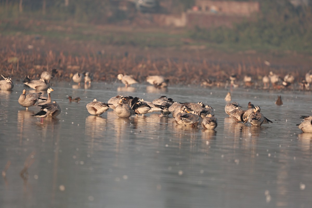 インドガン - ML646958904