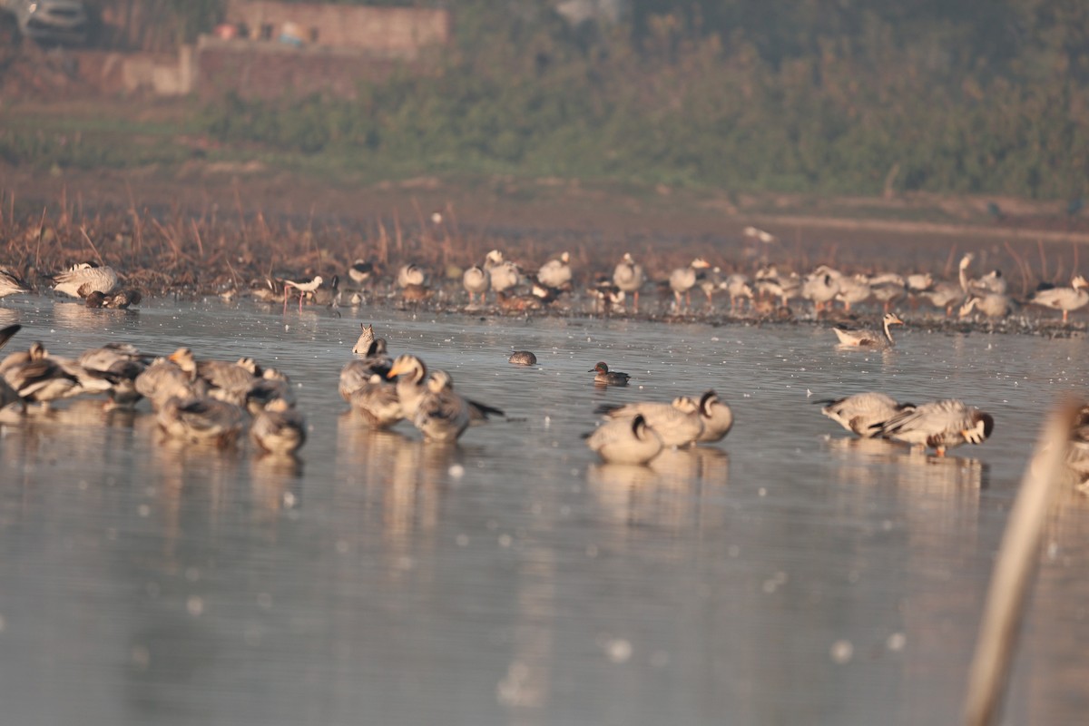 インドガン - ML646958905