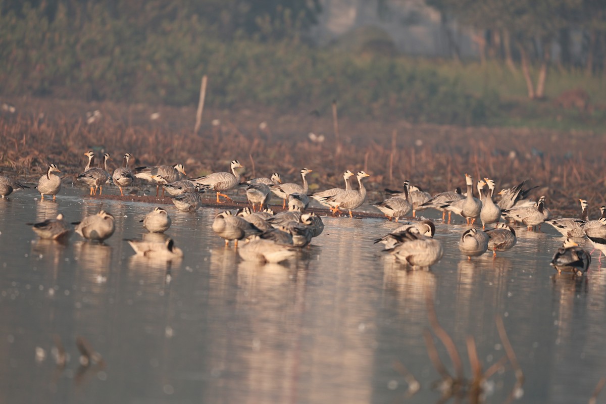 インドガン - ML646958906