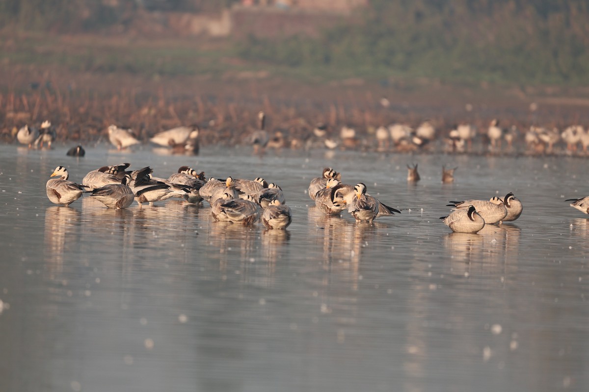 インドガン - ML646958907