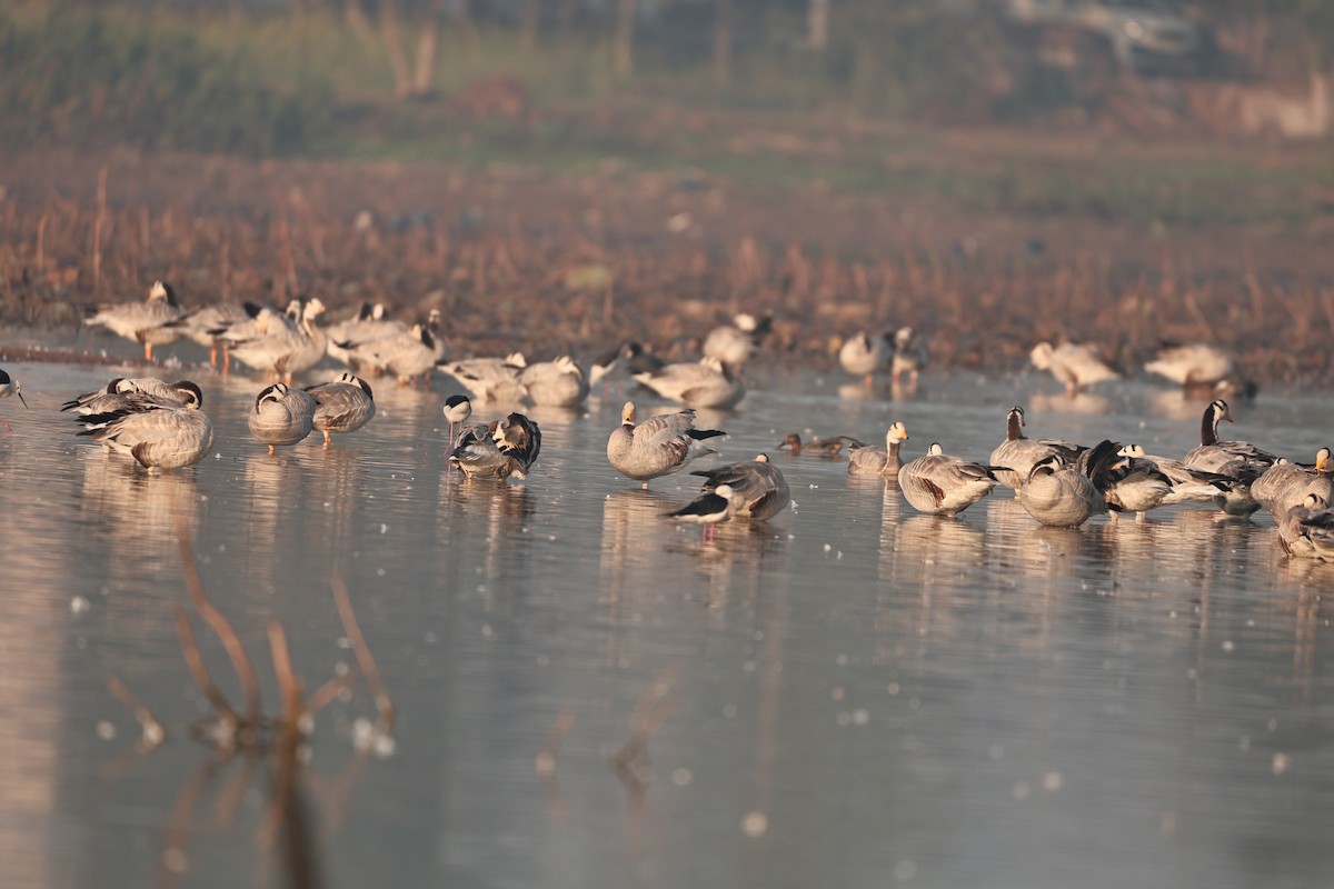 インドガン - ML646958908