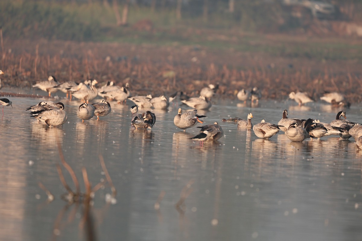 インドガン - ML646958909