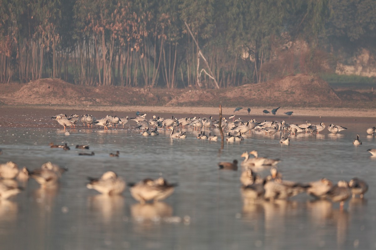 インドガン - ML646958910