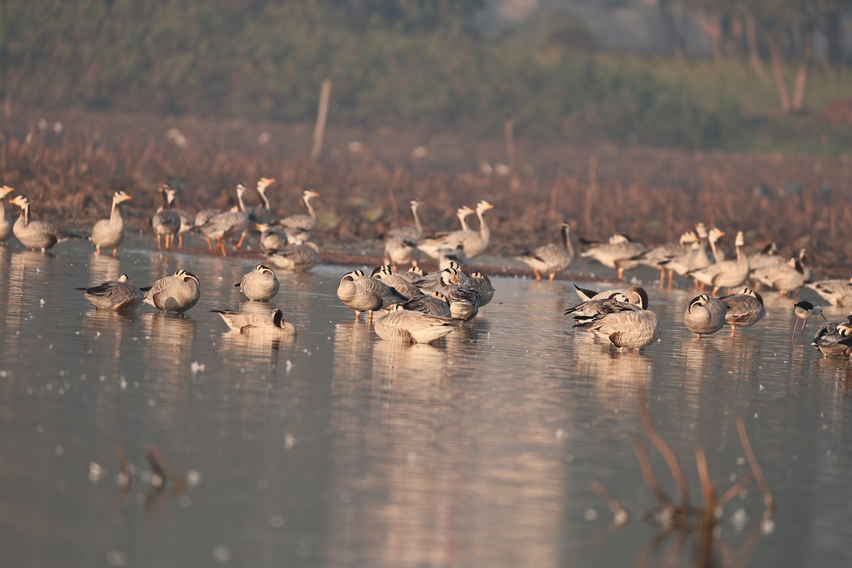 インドガン - ML646958911