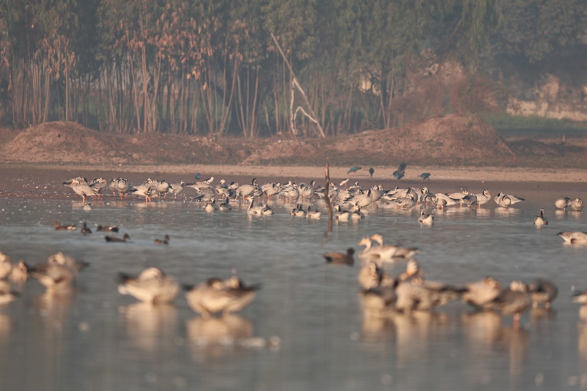 インドガン - ML646958912