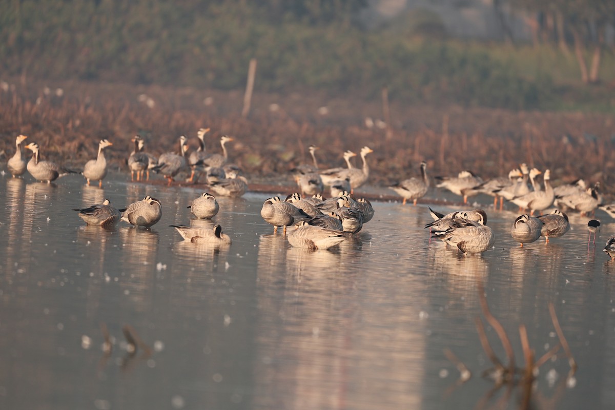 インドガン - ML646958913