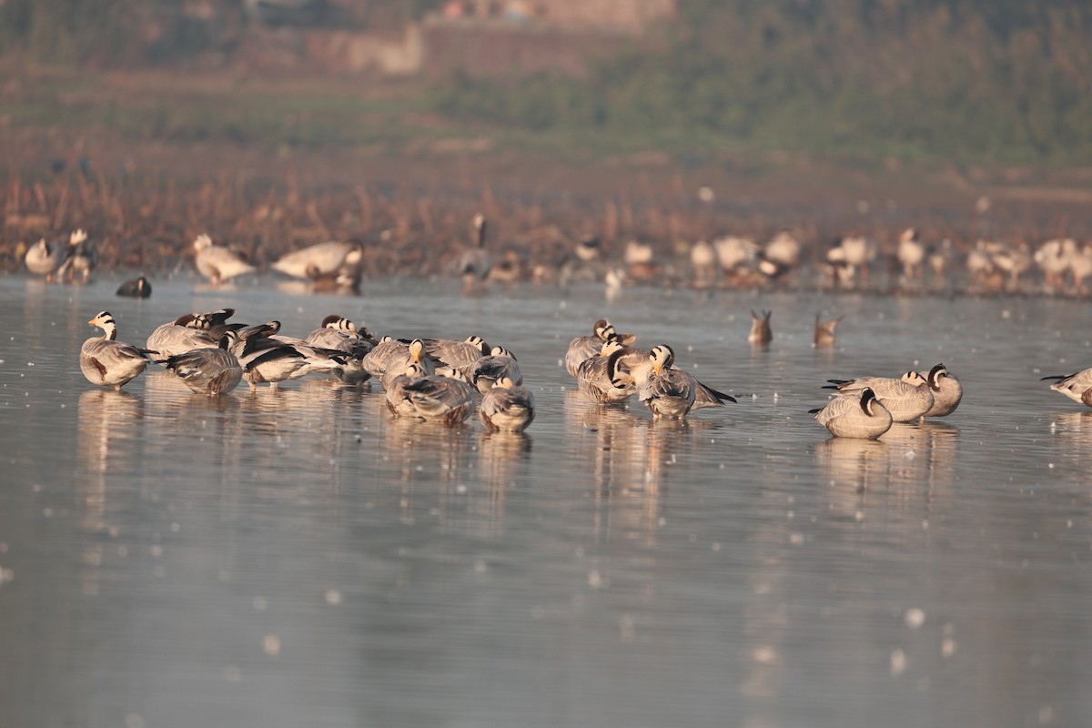 インドガン - ML646958914