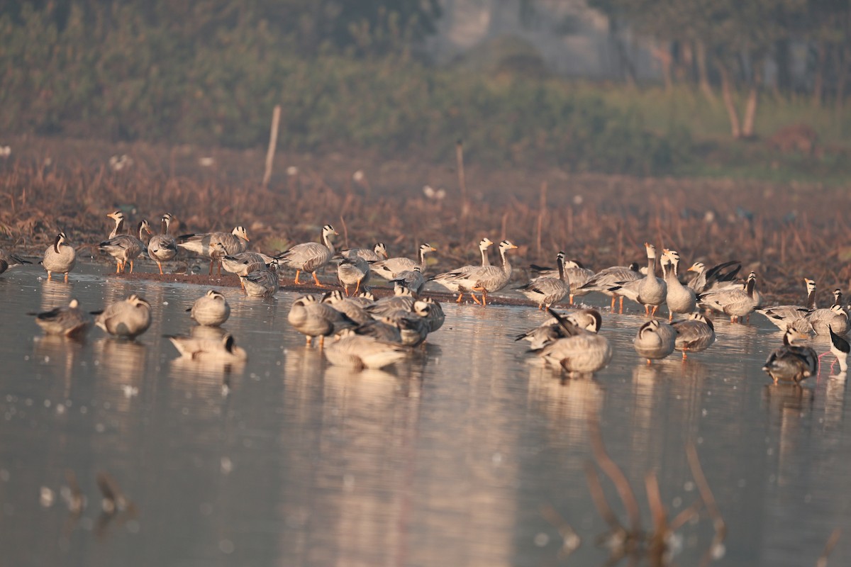 インドガン - ML646958915