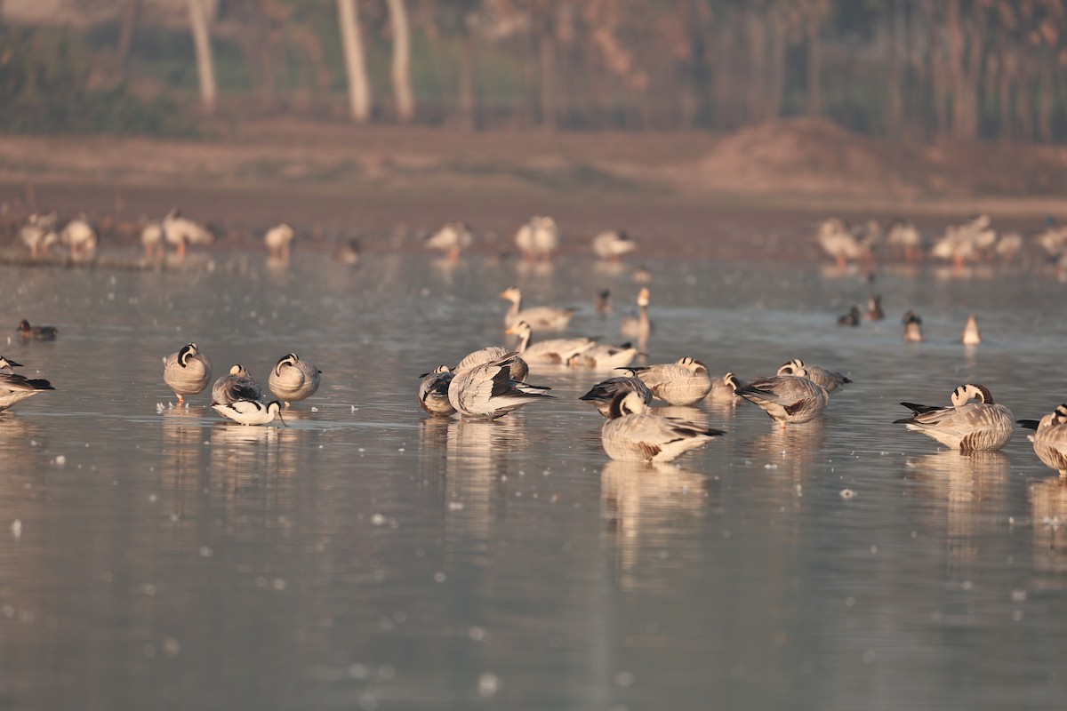 インドガン - ML646958916