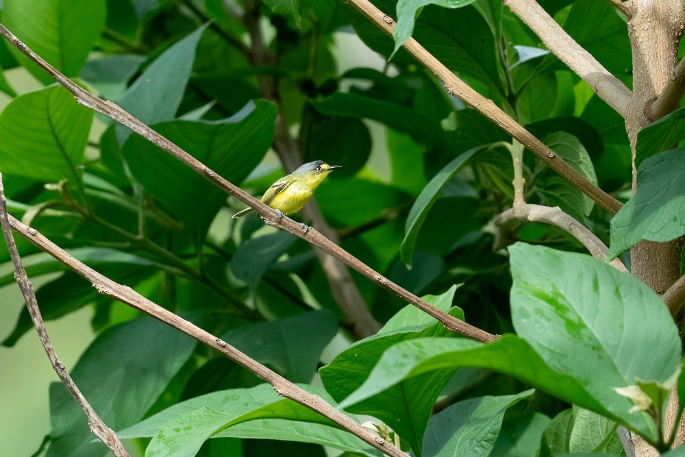 Gray-headed Tody-Flycatcher - ML646958921