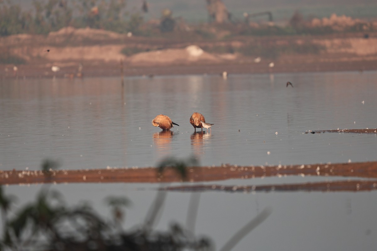 Ruddy Shelduck - ML646958923