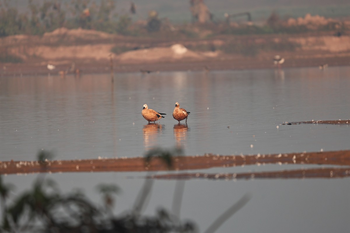 Ruddy Shelduck - ML646958924