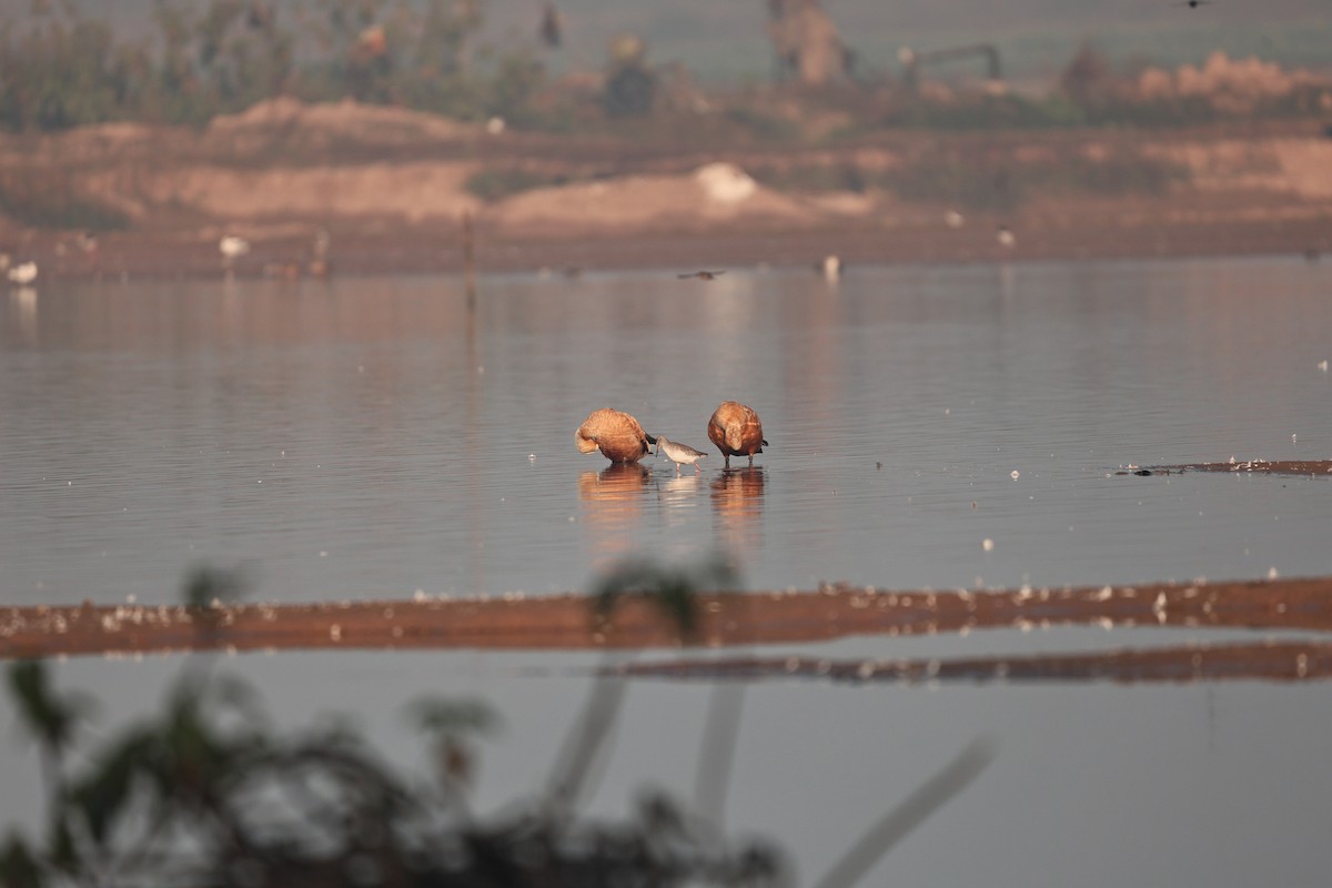 Ruddy Shelduck - ML646958925